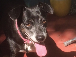 dog-walking-gallery-1