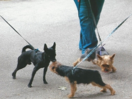 dog-walking-gallery-2