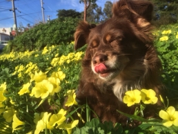 Stanley amid the flowers