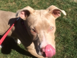 Saffron licks her chops!