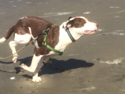 Mojo is very fast!