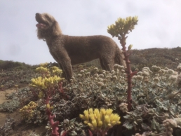 Sunny amid the flowering succulents